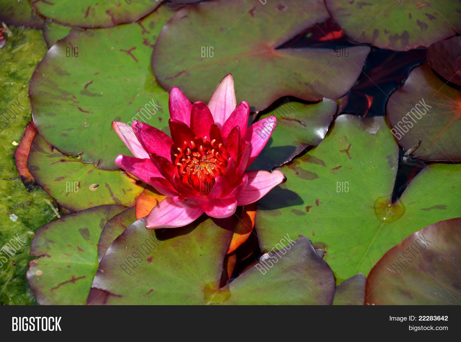 Image Preview