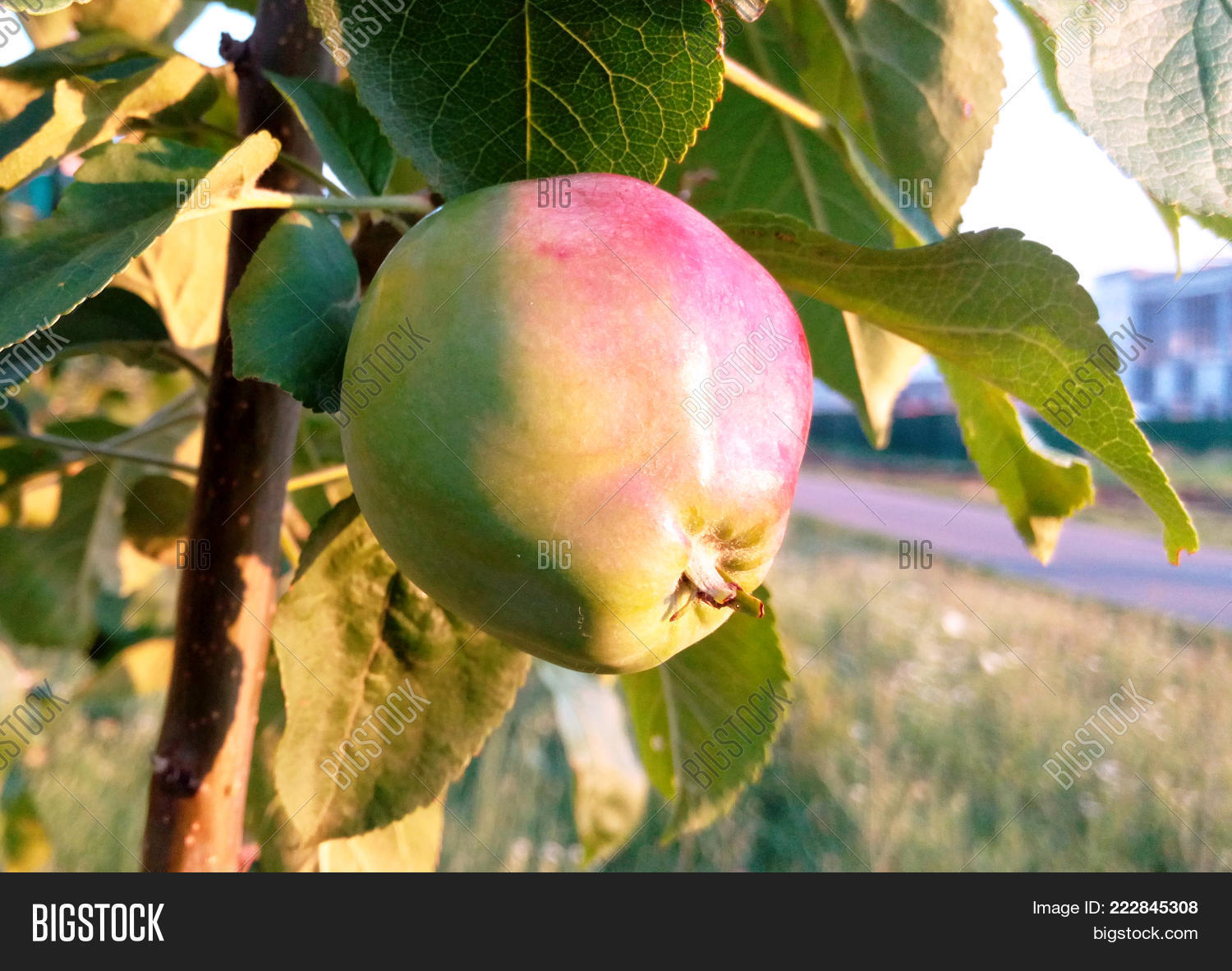 Image Preview