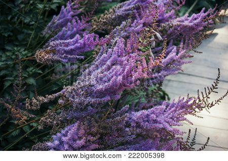 Bushes astilba with pink and purple flowers close-up. Blur background, in the garden.