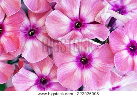 Close-up of many pink flowers filling the frame