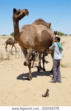 JAMBA, INDIA - APRIL 02, 2007: Unidentified man milks camel in the desert in Jamba, India.