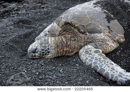 Schildkröten schlafen schließen sich