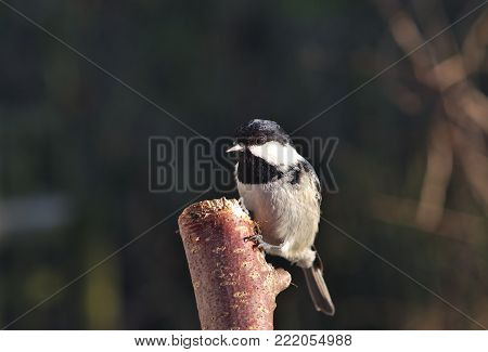 Periparus Ater  Titmouse On A Forest Background