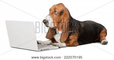 Dog laptop hound basset basset hound white computer