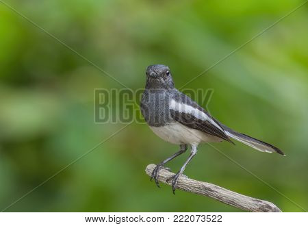 Bird (Oriental magpie-robin or Copsychus saularis) female