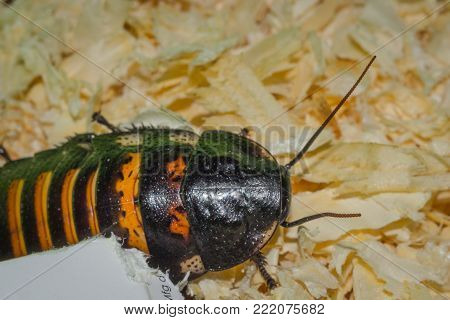 Madagascar hissing cockroaches macro photo close-up huge beetles