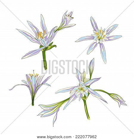 Hand Drawn Flowers Lilies on a white background set. Isolated vector illustration in line art style. Template card, invitation, banner, tattoo, design element.