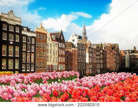 Facades of dutch houses over canal with fresh tulip flowers, Amstardam, Netherlands