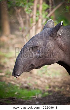 หายาก หรือที่เรียกว่าเอเชียสมเสร็จ (Tapirus หม้อ)