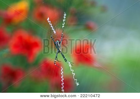 การถ่ายภาพ closeup ของแมงมุมลายเซ็นกับเว็บ