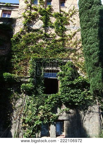 Window of a tower braided with a vine. Suuny day. Crimea. Russia