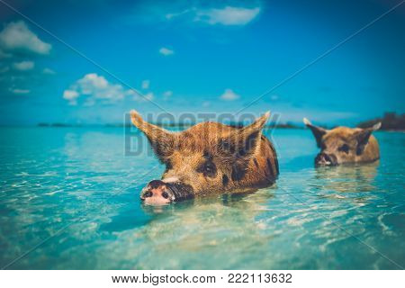 Wild, swimming pig on Big Majors Cay in The Bahamas