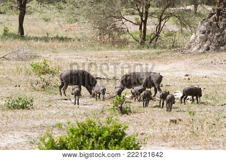 The Common Warthog (phacochoerus Africanus), Wild Member Of The Pig Family (suidae) Found In Grassla