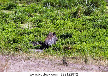 The Common Warthog (phacochoerus Africanus), Wild Member Of The Pig Family (suidae) Found In Grassla