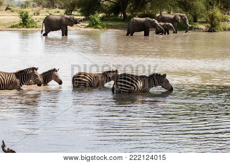 African Elephants, Of The Genus Loxodonta In Tarangire National Park, Tanzania