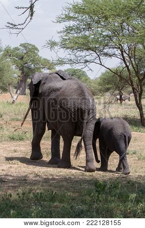 African Elephants, Of The Genus Loxodonta In Tarangire National Park, Tanzania