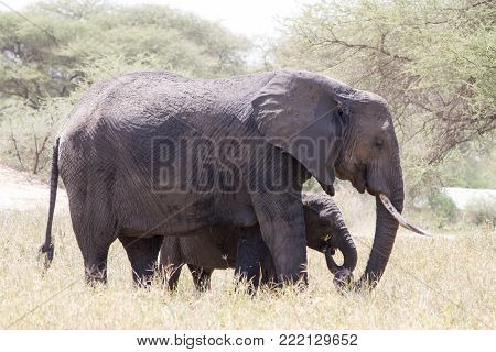 African elephants, of the genus Loxodonta in Tarangire National Park, Tanzania