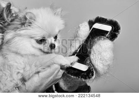 Cute pomeranian dog or puppy pet, with fawn coat using smartphone, mobile phone, in cute, faux fur cover in female hands wearing white woollen mittens on grey background