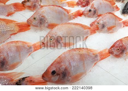 Frozen Nile Tiapia On An Ice Stall