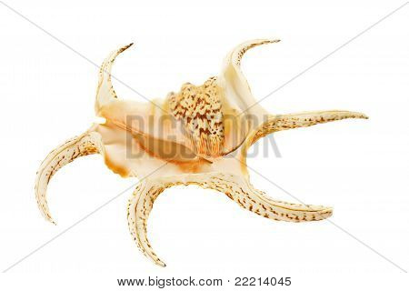 Lambis lambis sea shell