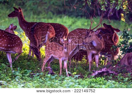A herd of spotted deer or Axis graze on fresh green grass in a forest