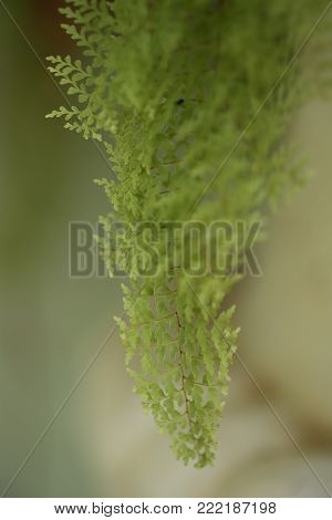 Beautiful ferns leaves green foliage natural floral fern background in sunlight.