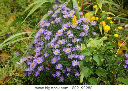 Gardening for bees with tansy leaf aster (Machaeranthera tanacetifolia). Make your garden bee-friendly in autumn with Aster amellus.
