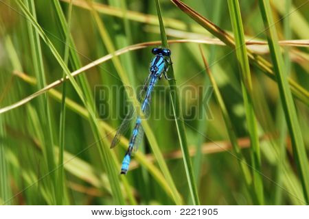 Dragonfly