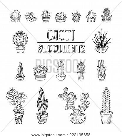 Cacti And Hand-written Lettering.