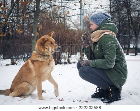 Girl to train a dog. food in the hand of the hostess of the animal. Walk in the fresh air, snow, winter