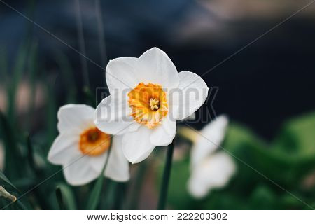 Panoramic view on White spring narcissus flowers. tropical flower also known as daffodil, daffadowndilly, and jonquil