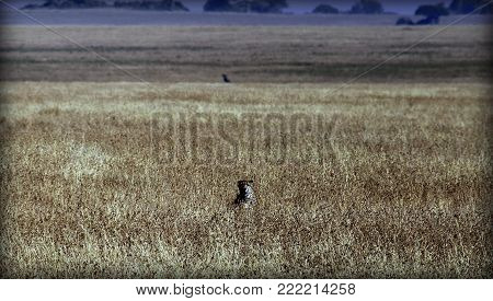 Cheetah observing a possible animal for hunting