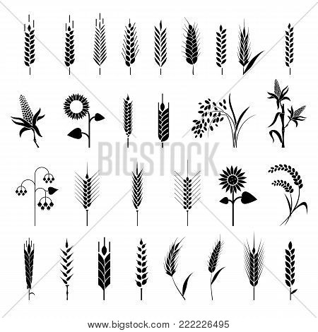 Cereals icon set with rice, wheat, corn, oats, rye, barley. Ears of wheat bread symbols. Organic , agriculture seed, plant and food natural eat