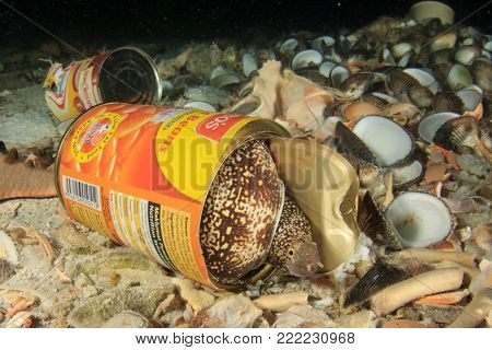 MABUL, MALAYSIA - CIRCA JANUARY 2018: Pollution environmental problem. Moray Eel inside a discarded tin can. Photo demonstrating environmental pollution of ocean problem