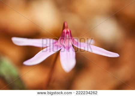 Erythronium dens-canis. It is the only species of the genus Erythronium growing in Europe. It is widespread in southern and central Europe. Free nature. A beautiful picture of a plant. Spring nature.