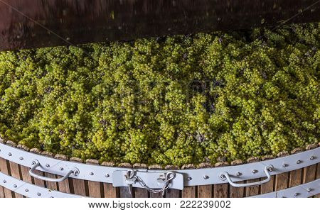 Dizy, France - September 10, 2017: Old wooden wine press (pressoir) with  Chardonnay grapes at Champagne House Regent in Dizy, press is closing, France