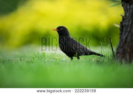 Turdus merula. Expanded throughout Europe. South Asia. Australia and New Zealand. Wild nature of Czech. Beautiful image of nature. Free nature. Photographed in Czech. Spring theme. Bird on the tree and in the grass.