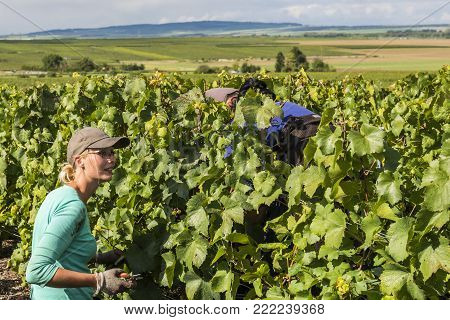 Verzy, France - September 9, 2017: Harvest of the grapes in the champagne area with woman cutting chardonnay grapes in the vineyard at Verzy.