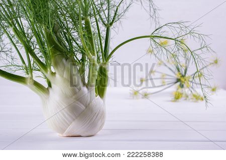 Raw fennel bulbs with green stems and leaves, fennel flowers and root ready to cook on  white background