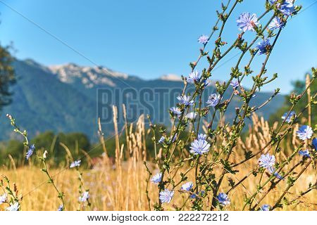 Blue chicory flowers on mountains background in European alps