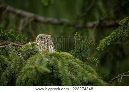 Glaucidium passerinum. It is the smallest owl in Europe. It occurs mainly in northern Europe. But also in Central and Southern Europe. In some mountain areas. Photographed in the Czech Republic. Wild nature. Beautiful picture. Spring nature, Owl on the tr