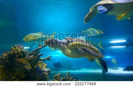 Laced Moray Eel (gymnothorax Favagineus)