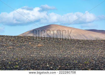 Lanzarote vineyards build on lava, La Geria wine region, malvasia grape vine in winter