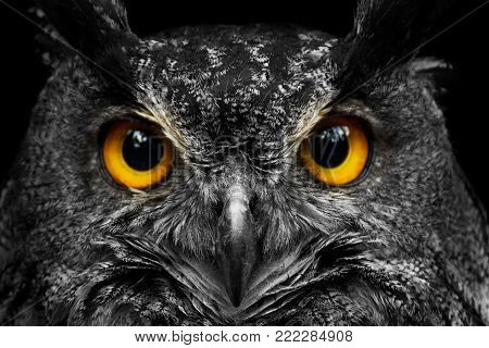Black and white portrait owl with big yellow eyes