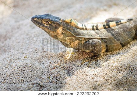 Spiny-tailed Iguana in Costa Rica. Clouse up