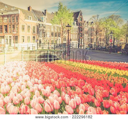 Facades of dutch houses over canal with fresh tulip flowers, Amstardam, Netherlands, toned