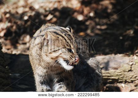 Reallyc ute face and expresson of a fisher cat.