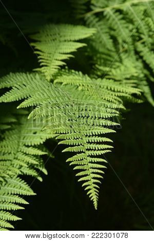 Beautiful Green Fern Plant Growing in a Garden