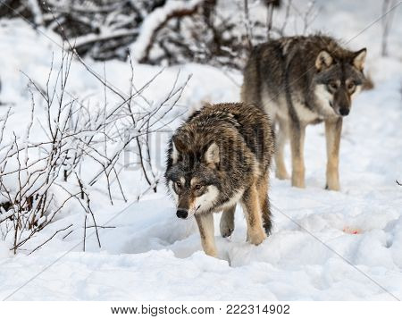 Two gray wolfs, Canis lupus, walking in the snowy winter forest. Also known as timber wolf or timberwolf. Captive animals in Dyreparken, Kristiansand, Norway