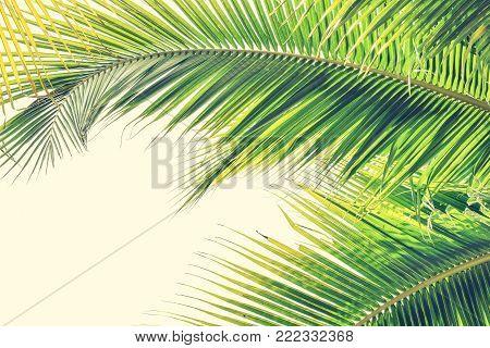 Palm Sunday background with green tropical tree leaves against natural summer or spring sky